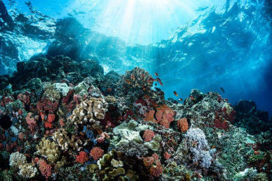 Deadly Coral Disease